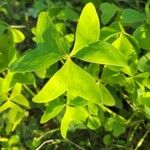 Oxalis latifolia Leaf