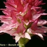 Gymnadenia buschmanniae Floare