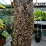 Bursera simaruba പുറംതൊലി