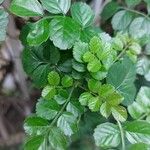 Tecomaria capensis Blatt