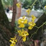 Oncidium ornithorhynchum Blüte