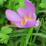 Colchicum autumnaleFlower