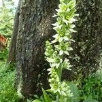 Veratrum album Flor