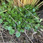 Azorella crenata Celota