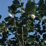 Magnolia globosa Flower