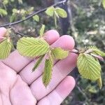 Carpinus betulusЛіст