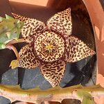 Orbea variegata Flower