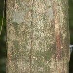 Coussarea paniculata Casca