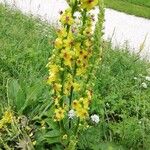 Verbascum nigrumFleur