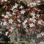 Sedum monregalense Habitat