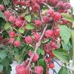 Malus baccata Frucht