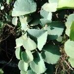 Cissus rotundifolia Leaf