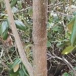 Rhododendron argyrophyllum Bark