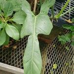 Philodendron panduriforme Leaf