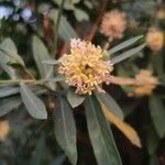 Gnidia glauca फूल