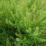 Lepidium virginicum 整株植物