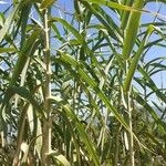 Arundo donaxBlad