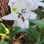 Crinum macowanii Λουλούδι