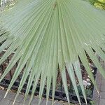 Washingtonia robusta Blatt