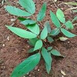 Senna macranthera Leaf