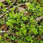 Gaultheria hispidula Leaf