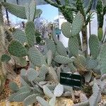 Opuntia basilaris 其他