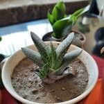 Gasteria excelsa Hostoa