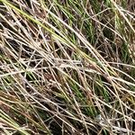 Juncus bulbosus Leaf