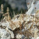 Tragus racemosus Natur