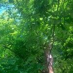 Cladrastis kentukea Plante entière