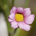 Tanacetum coccineum Květ