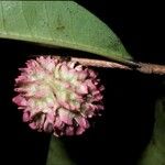 Neoptychocarpus apodanthus Flower