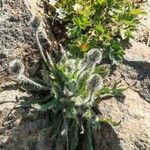 Hieracium villosum Flower