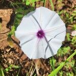 Ipomoea mombassana Кветка