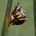 Juncus arcticus 果實