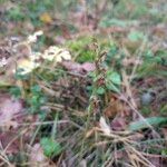 Hemipilia cucullata Plod