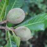 Genipa americana Fruit