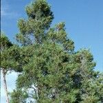 Juniperus scopulorum Hábito