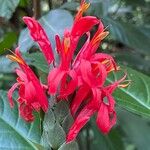 Pachystachys spicata Flower