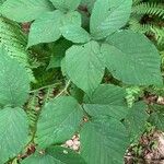 Rubus andegavensis Blad