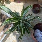 Chlorophytum comosumLeaf