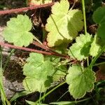 Heuchera sanguinea Leaf