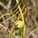 Cassytha filiformis ഫലം