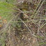 Lomatium triternatum Hàbitat