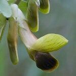 Vicia melanops Fruit