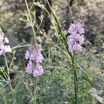 Linaria arvensis Kvet