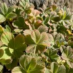 Potentilla nivalis Levél