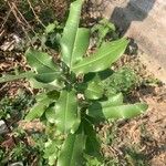 Manilkara hexandra ഇല