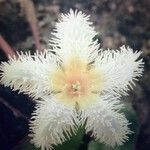Nymphoides indica 花