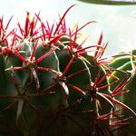 Ferocactus emoryi Leaf